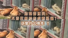 动物管理员不穿衣服给老虎看骚逼？这是什么操作 ？