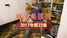 直接脫下我的褲子開始吃 啄木鸟17年系列-第22集