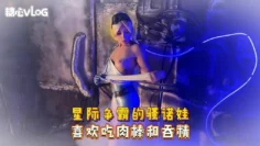 Sweetie Fox(小狐狸)-星际争霸的骚诺娃 喜欢吃肉棒和吞精-cos 制服 口爆 深喉